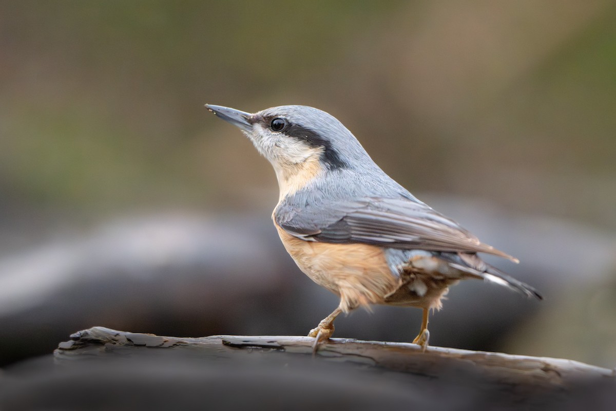 Garrapo eurasiarra - ML650826997