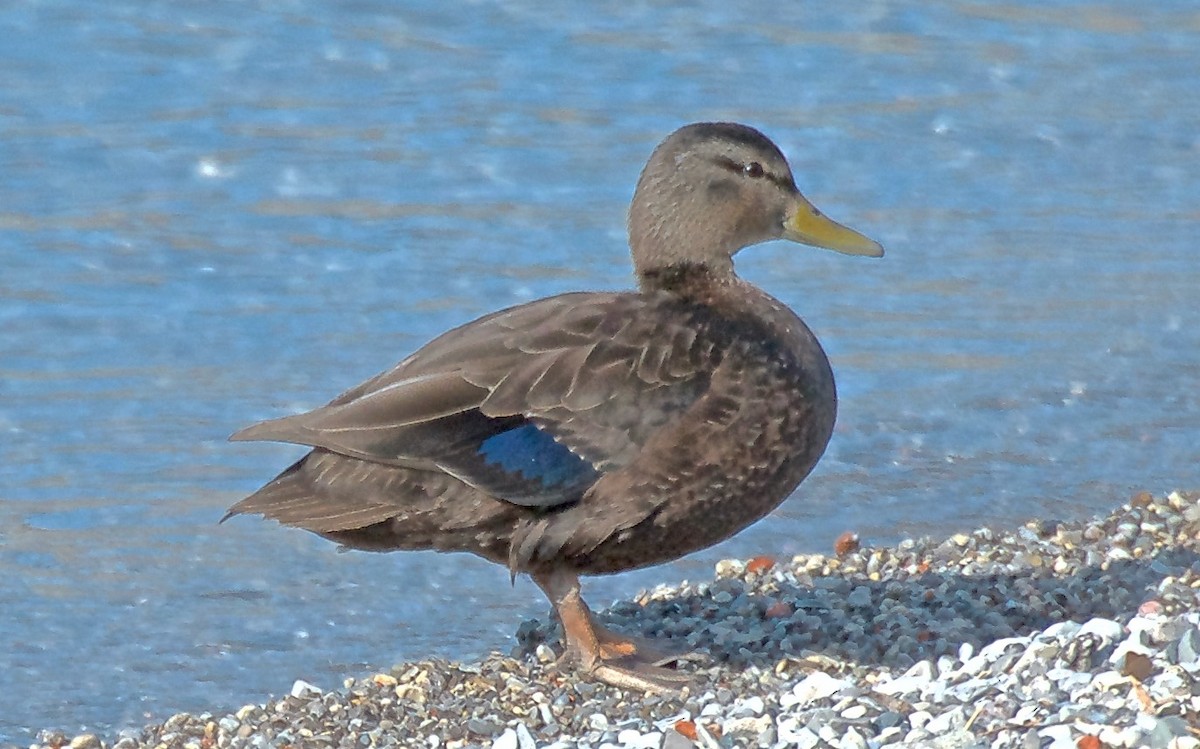 アメリカガモ - ML650827114