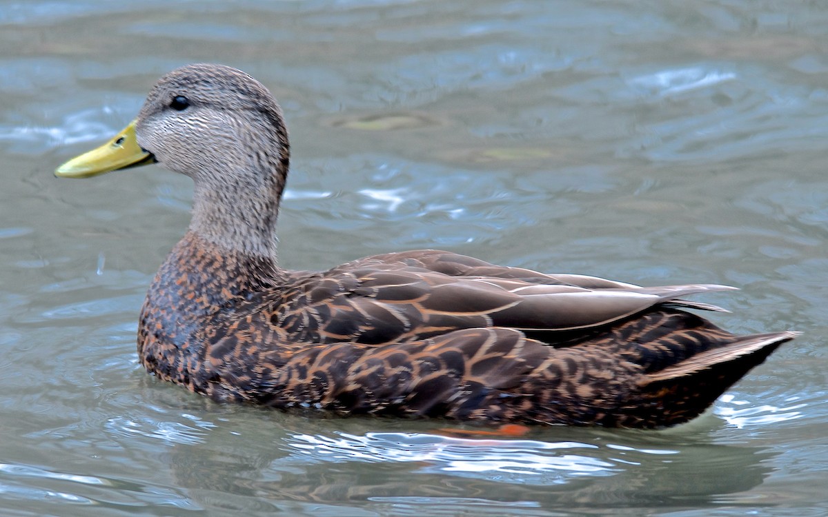 アメリカガモ - ML650827115