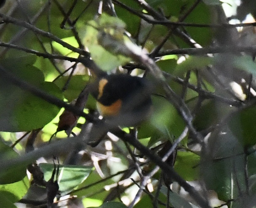 American Redstart - ML650827439