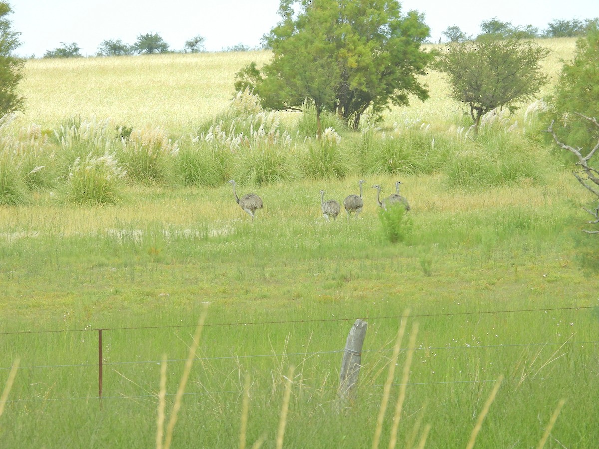 Greater Rhea - ML650827447