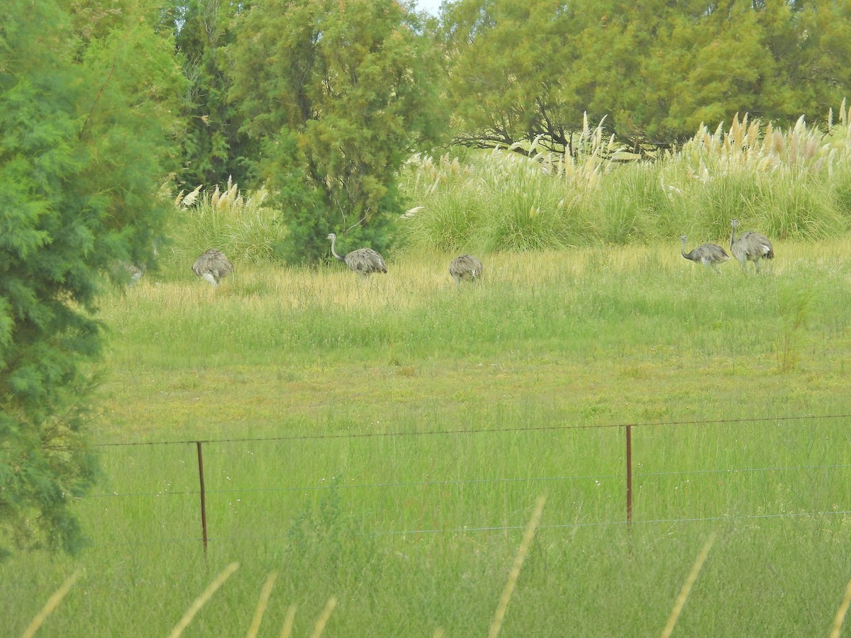 Greater Rhea - ML650827448