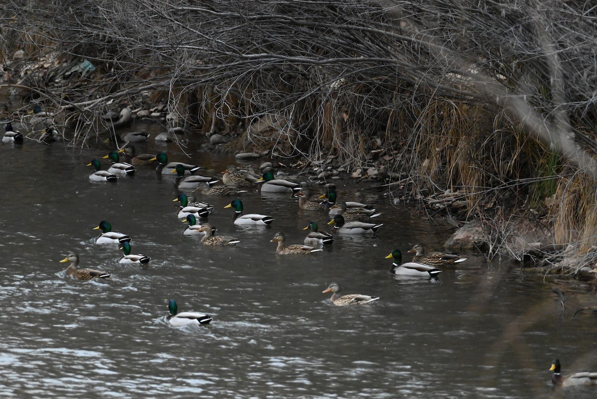 Mallard - ML650827450