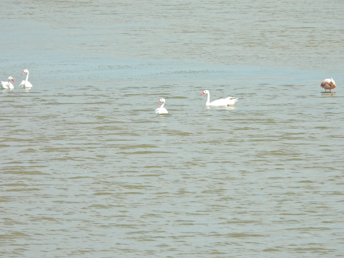 Coscoroba Swan - ML650827456