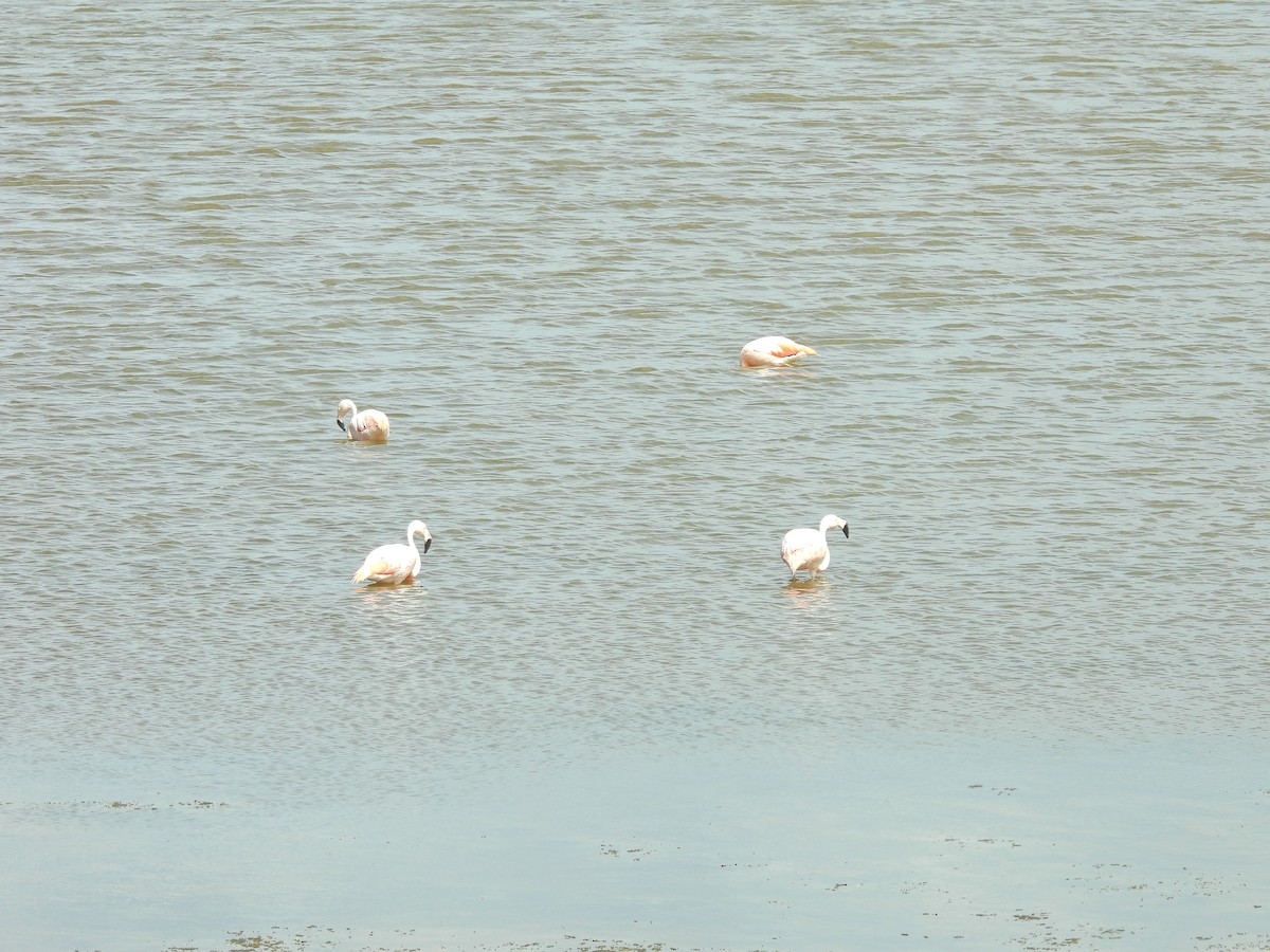 Chilean Flamingo - ML650827465