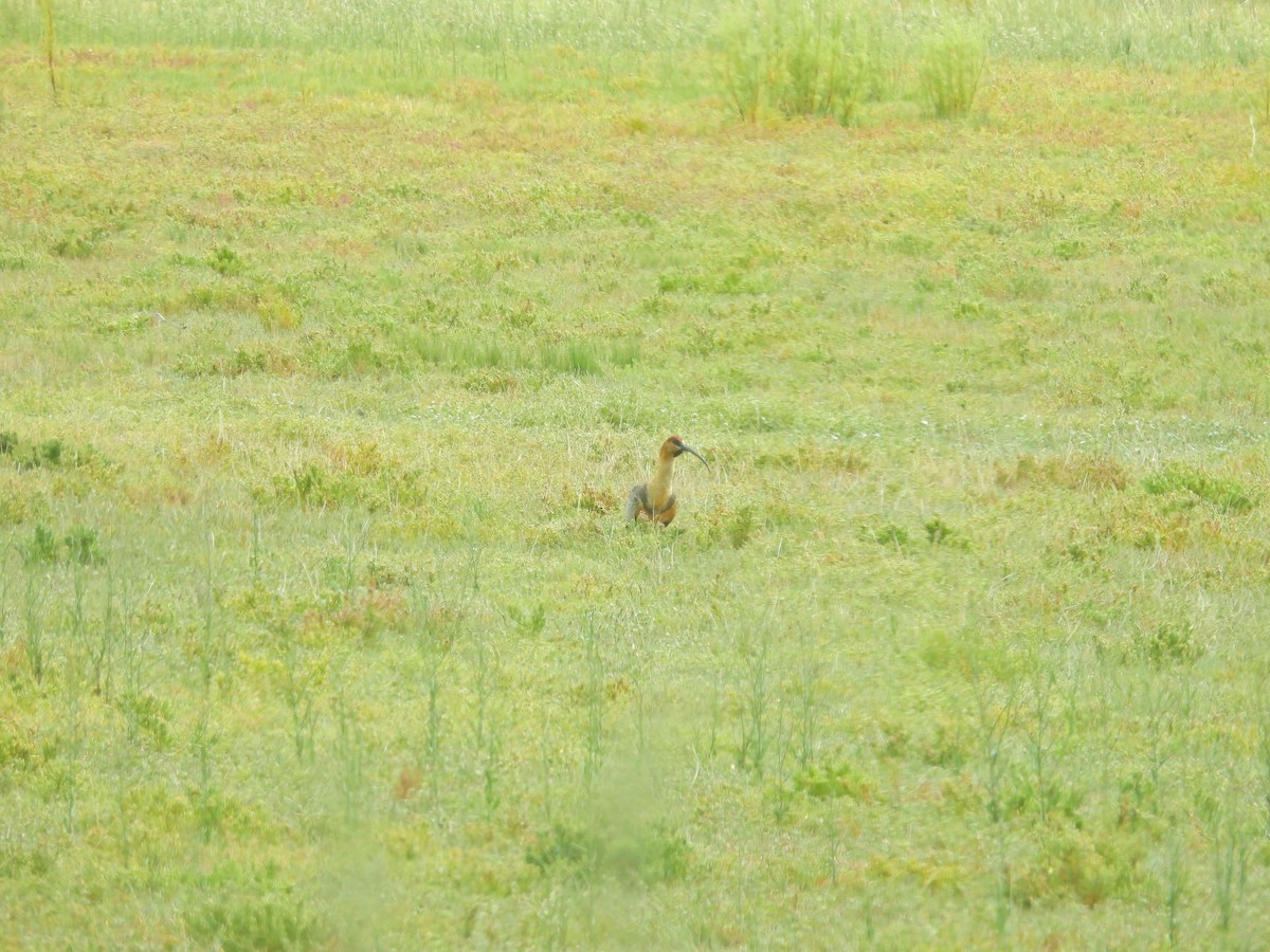 Black-faced Ibis - ML650827471