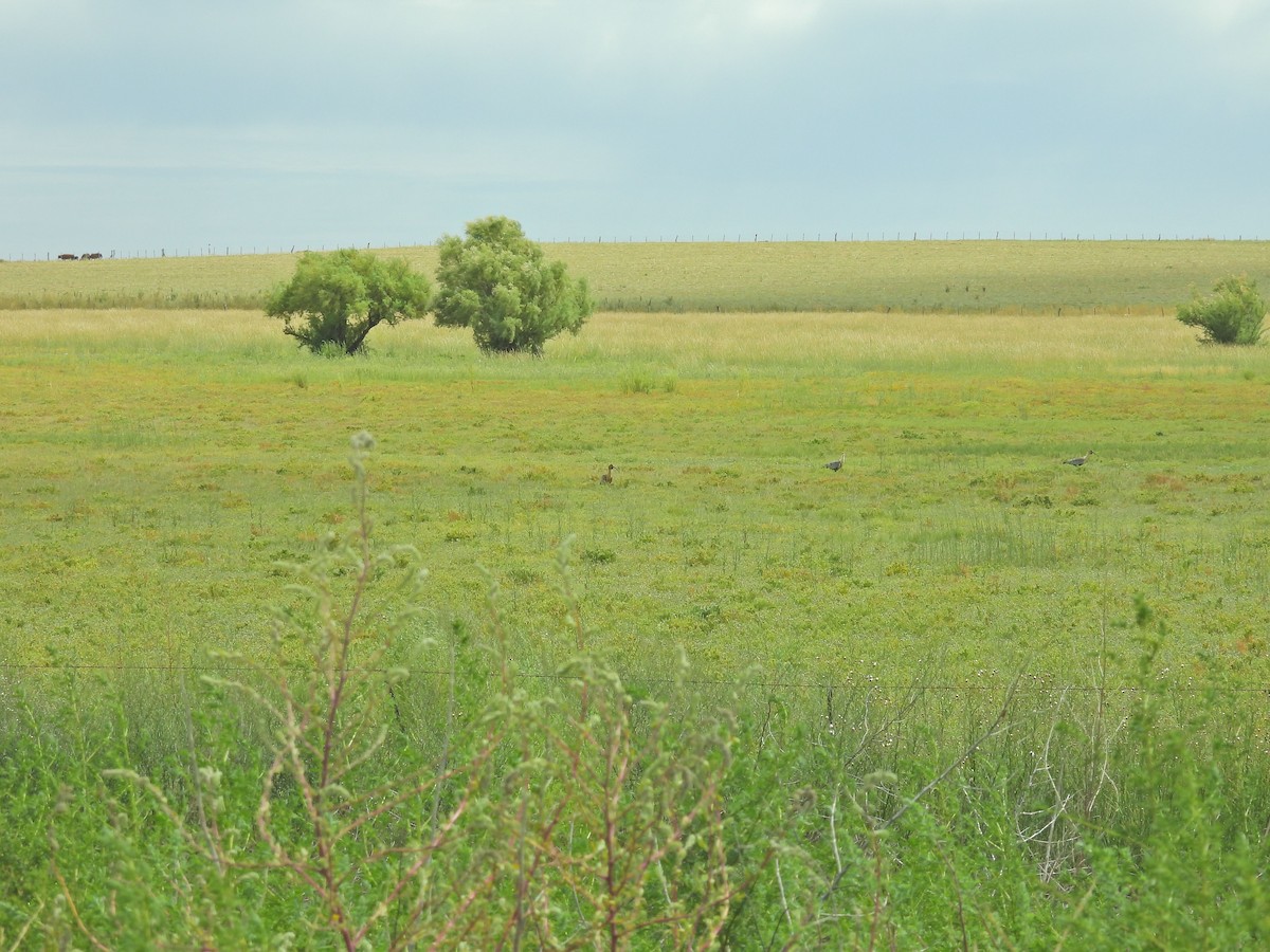 Black-faced Ibis - ML650827472