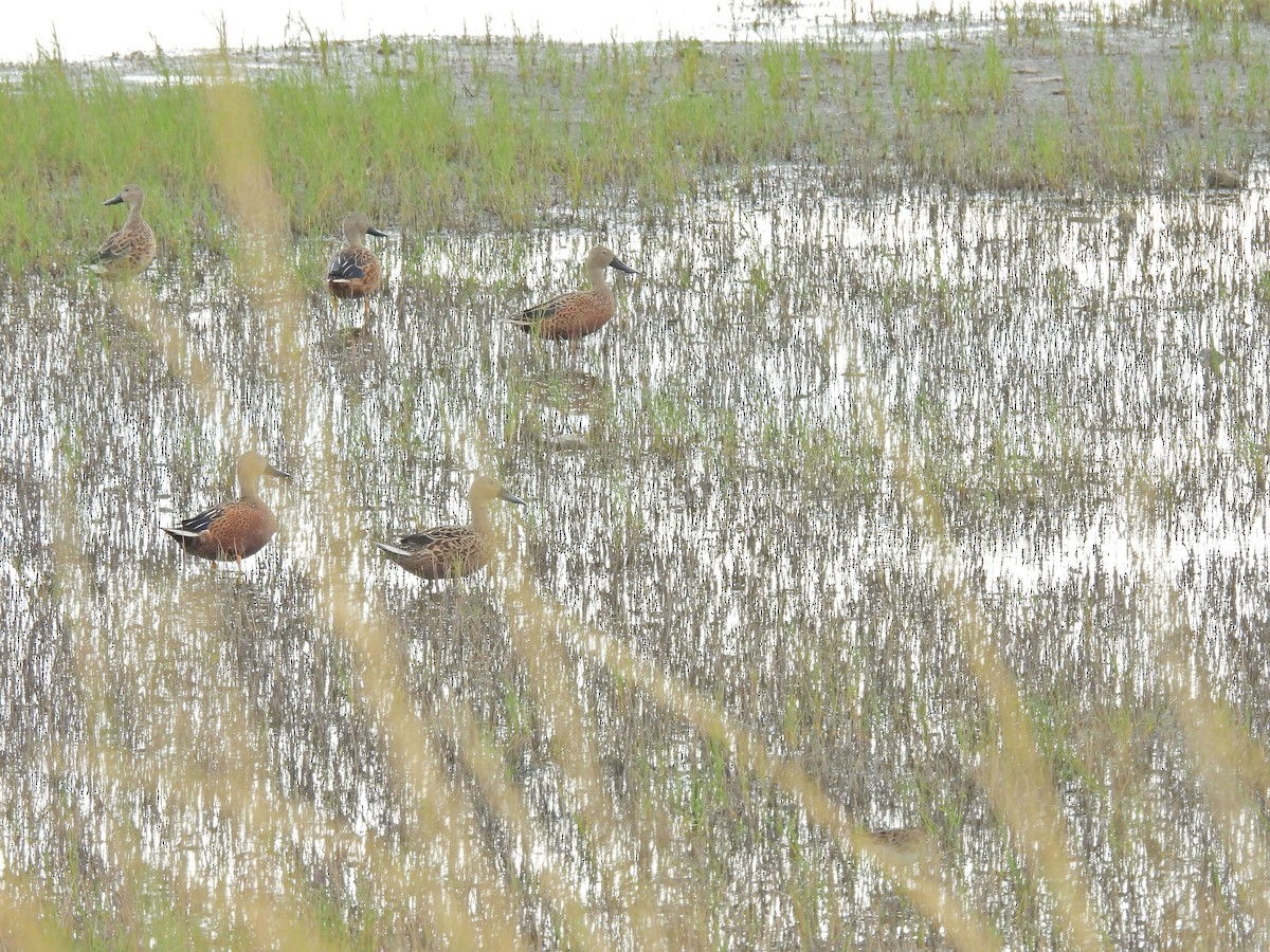 Red Shoveler - ML650827841