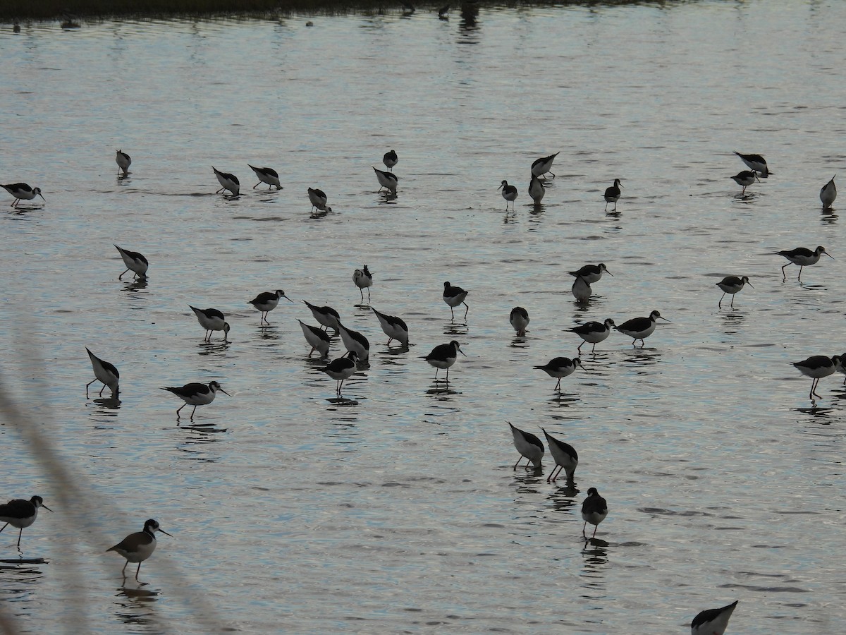 Black-necked Stilt - ML650827847