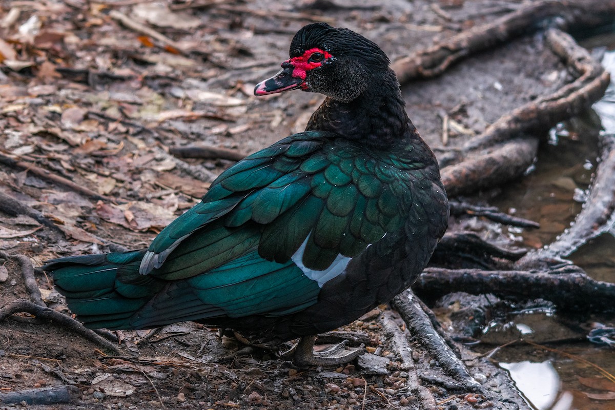 Мускусная утка (Одомашенного типа) - ML650827868