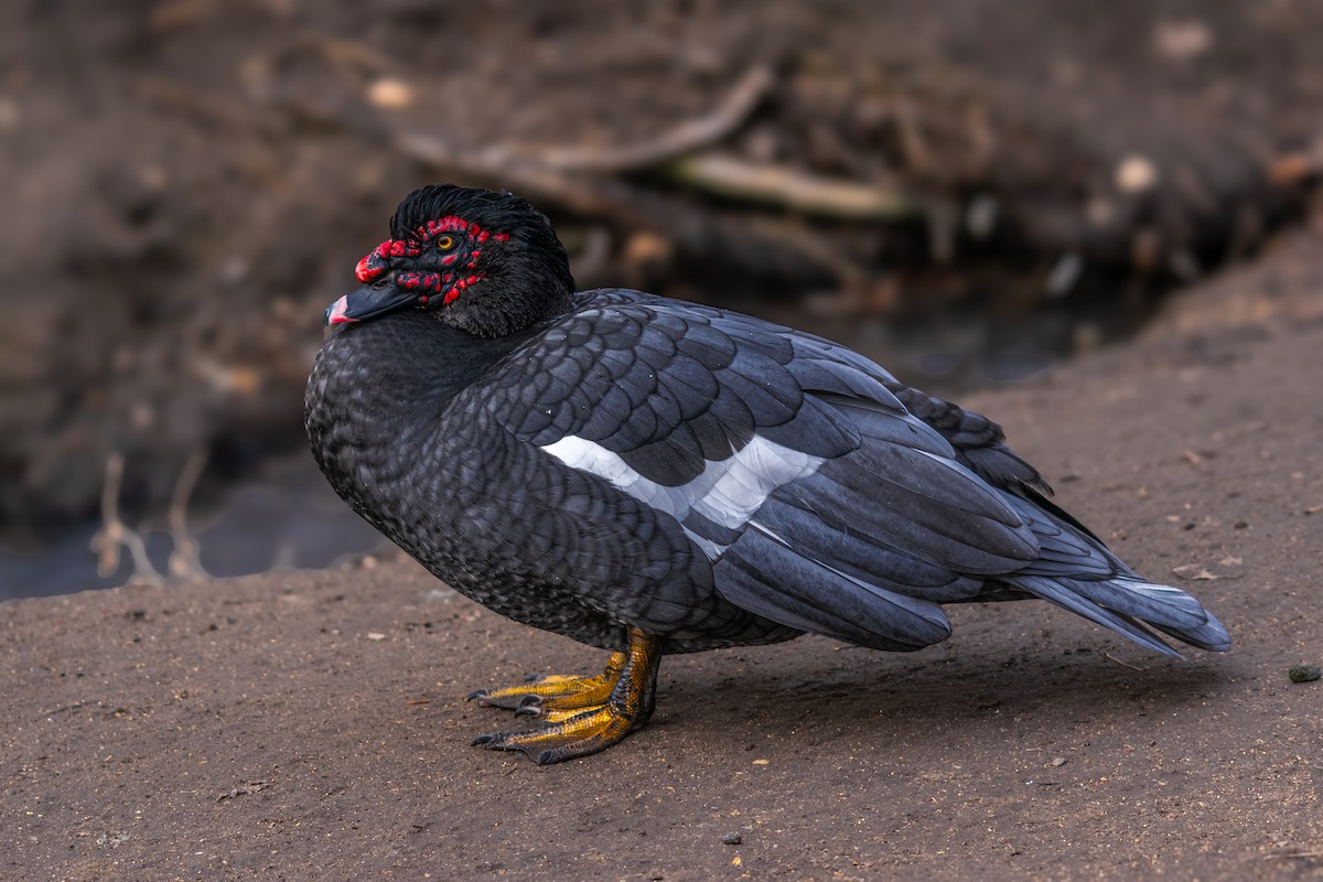 Мускусная утка (Одомашенного типа) - ML650827869