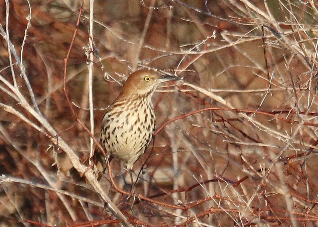Brown Thrasher - ML650827876