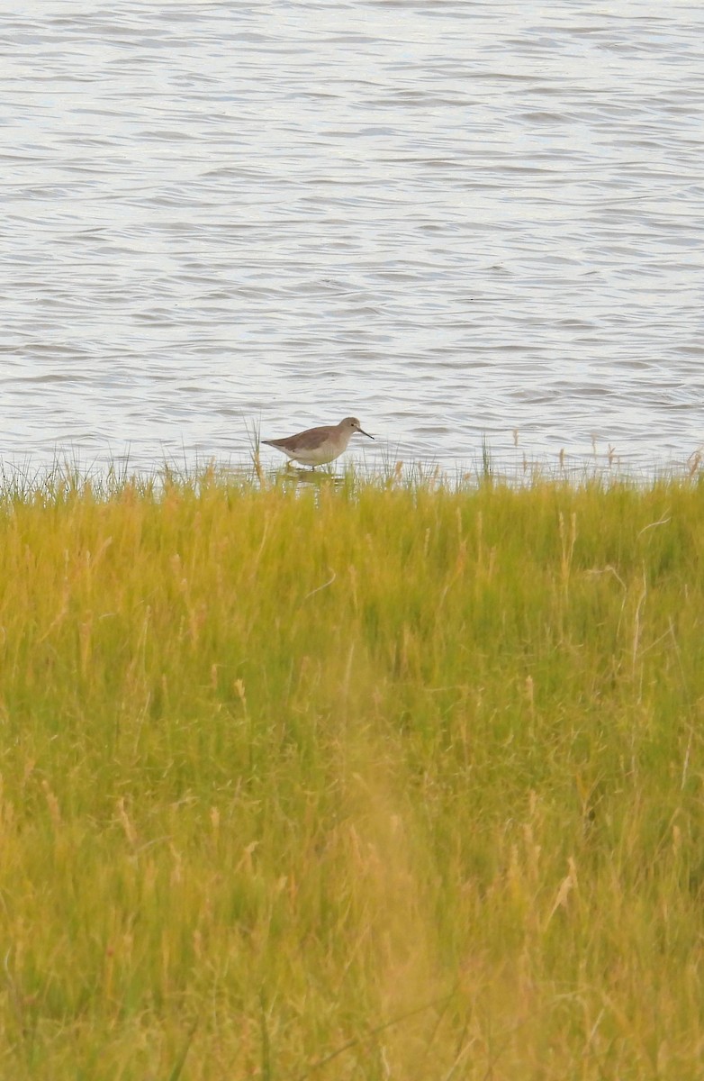 Lesser Yellowlegs - ML650827884