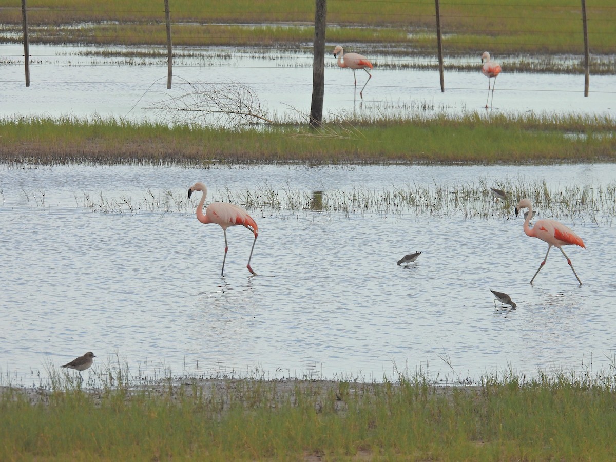 Chilean Flamingo - ML650827893