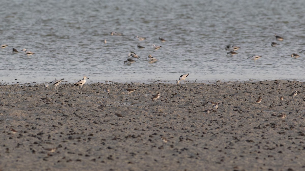 Crab-Plover - ML650827920