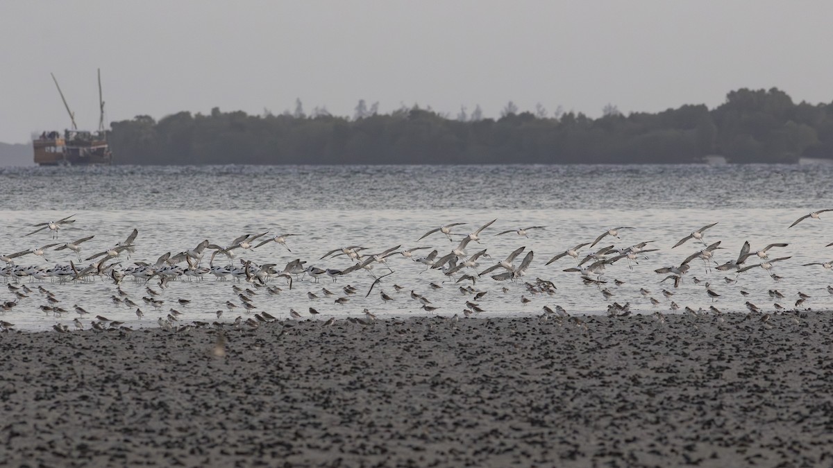 Crab-Plover - ML650827921