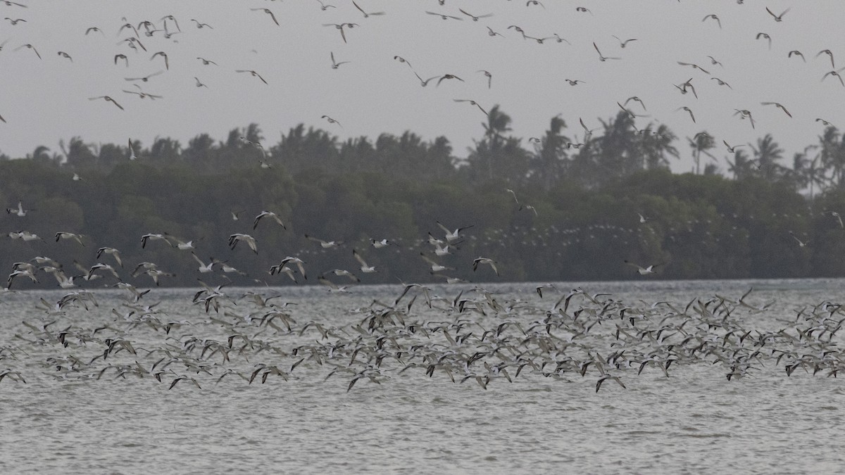 Crab-Plover - ML650827922