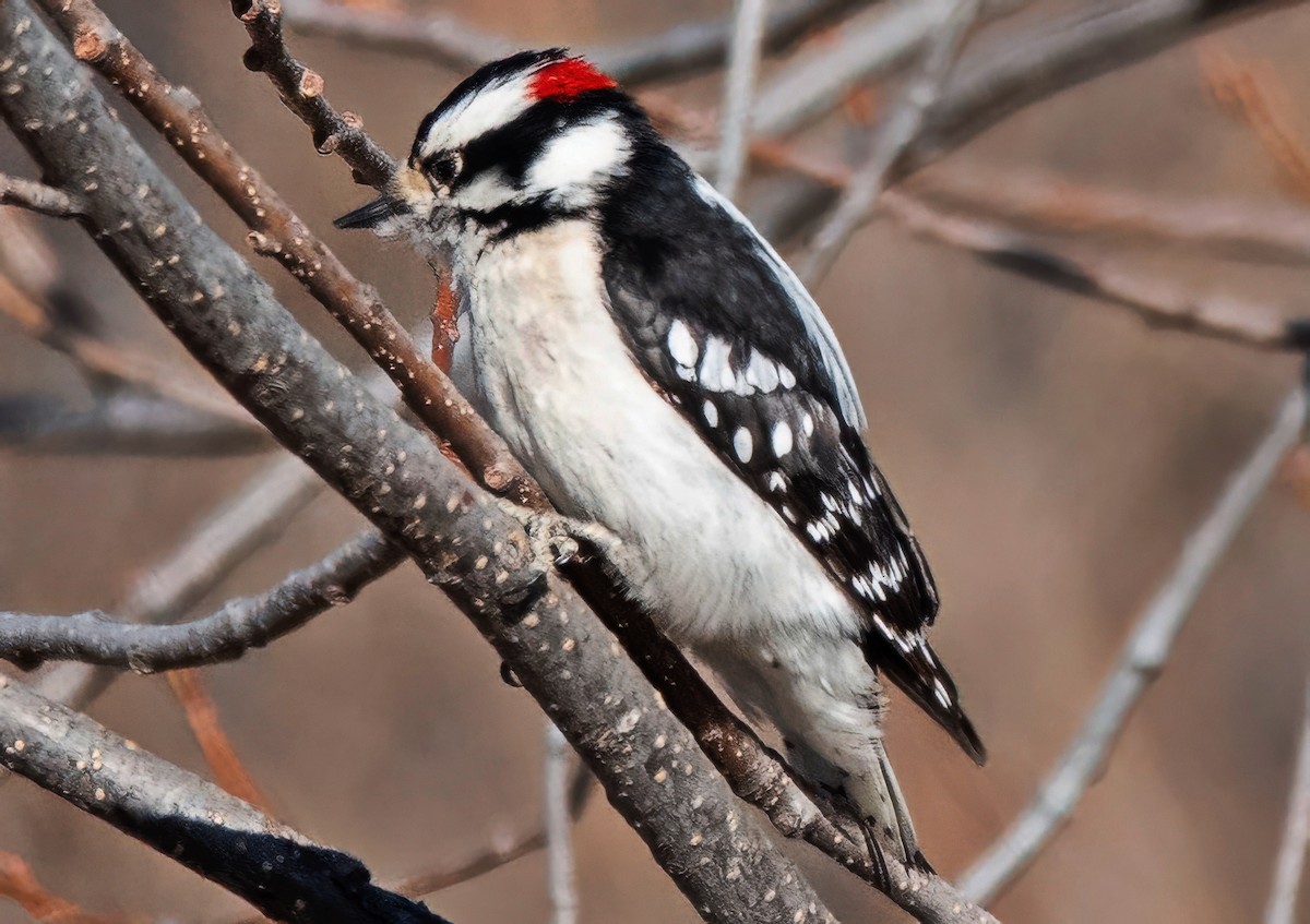 Downy Woodpecker - ML650827981