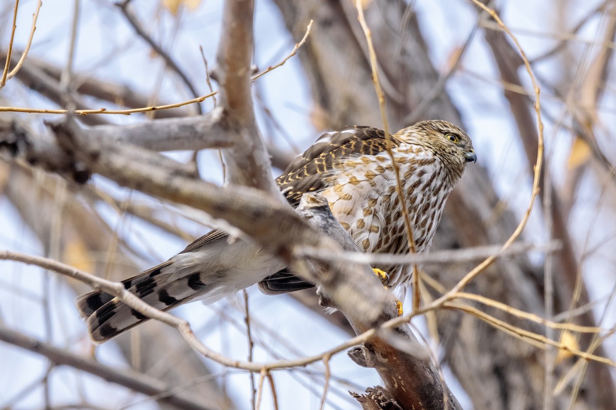 Американский перепелятник - ML650827989