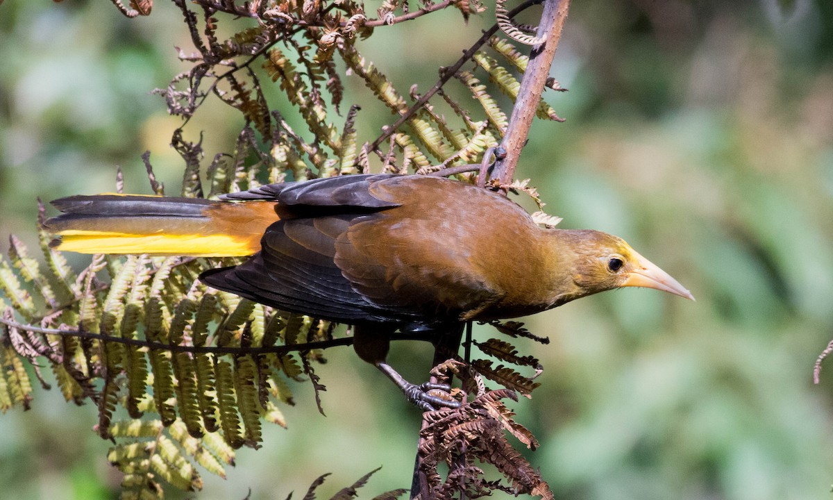 Russet-backed Oropendola - ML65082801