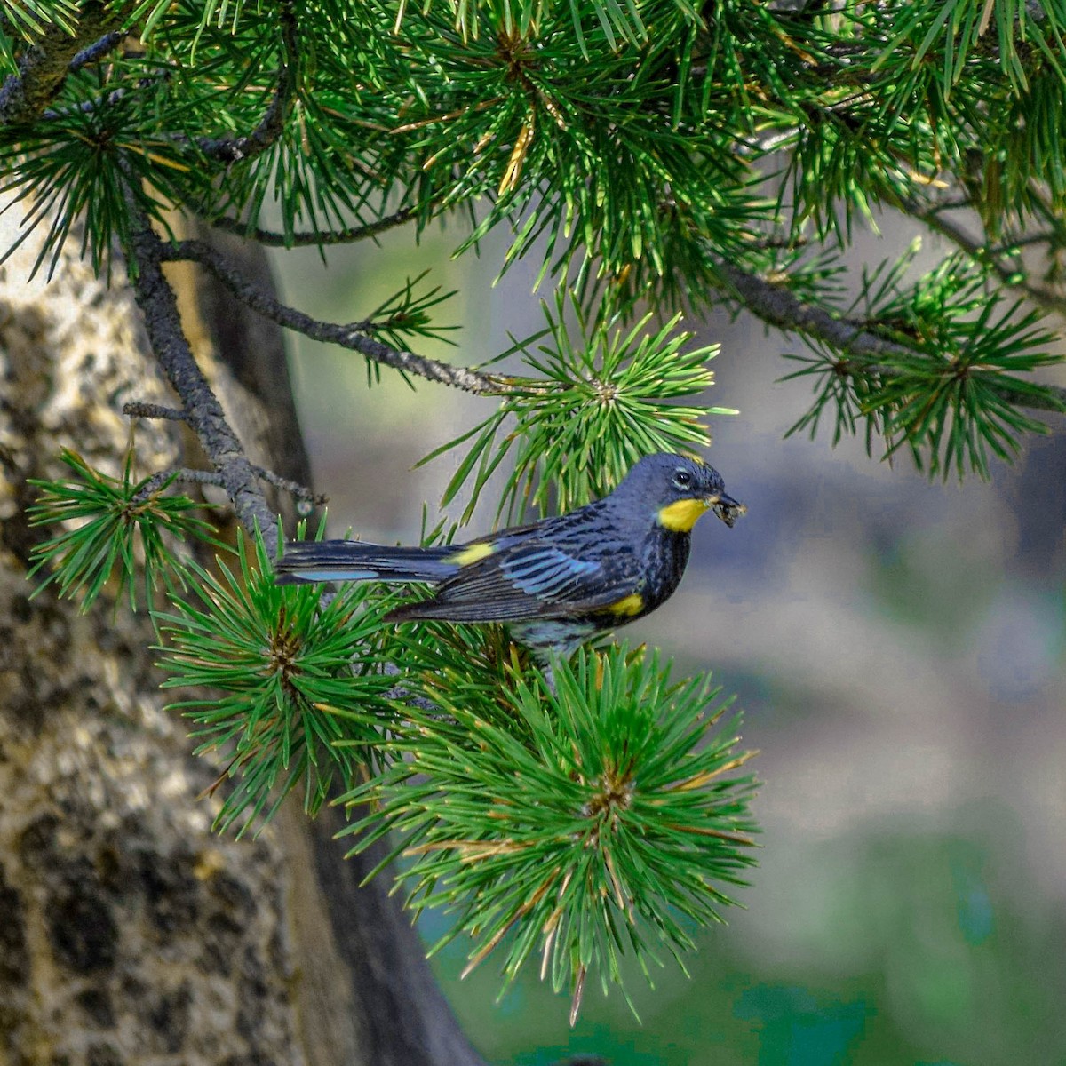 Миртовый певун - ML650828011