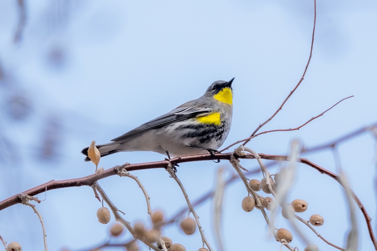 Миртовый певун - ML650828012