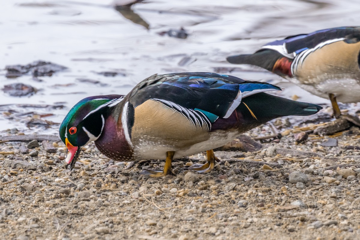 Каролинская утка - ML650828035