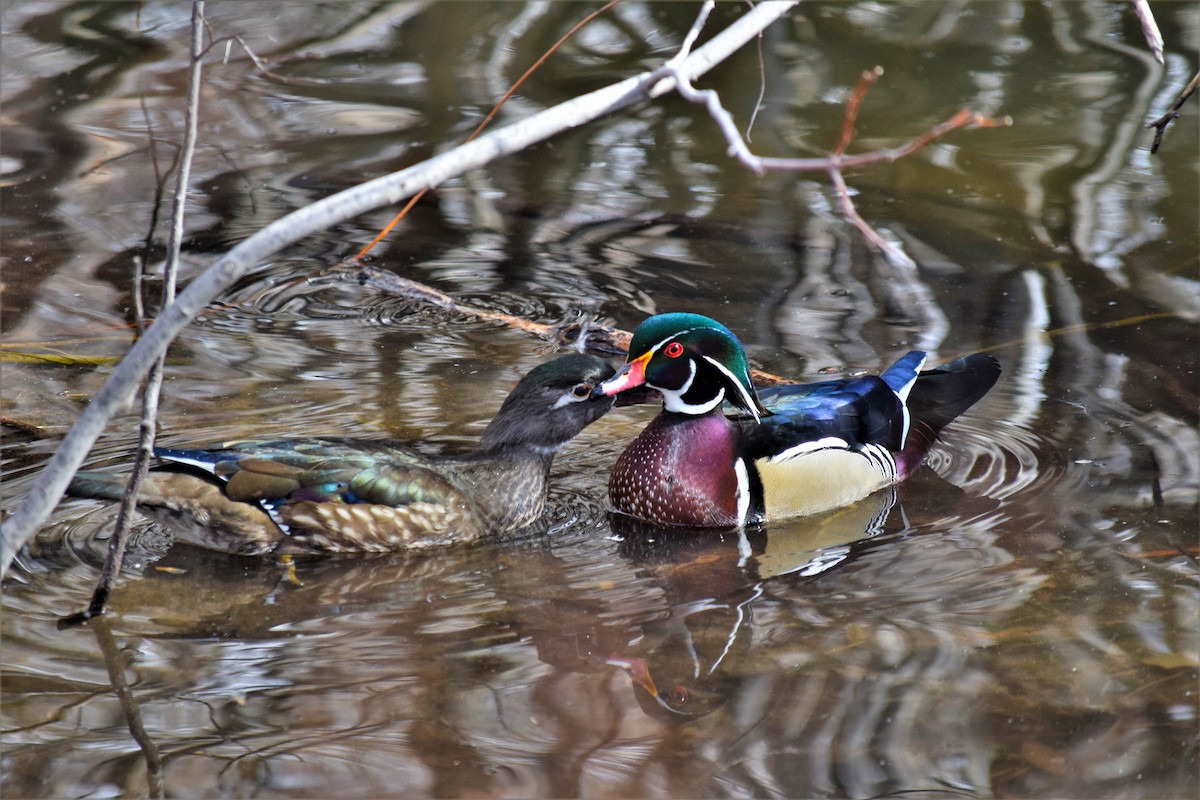 Каролинская утка - ML650828036