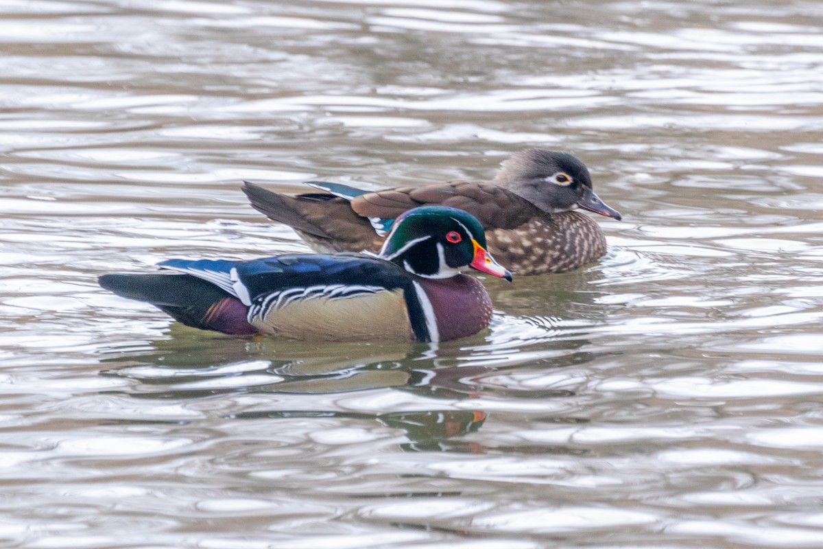 Каролинская утка - ML650828037