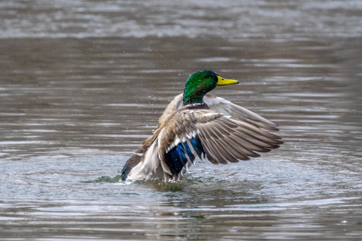 Кряква (Одомашенного типа) - ML650828092