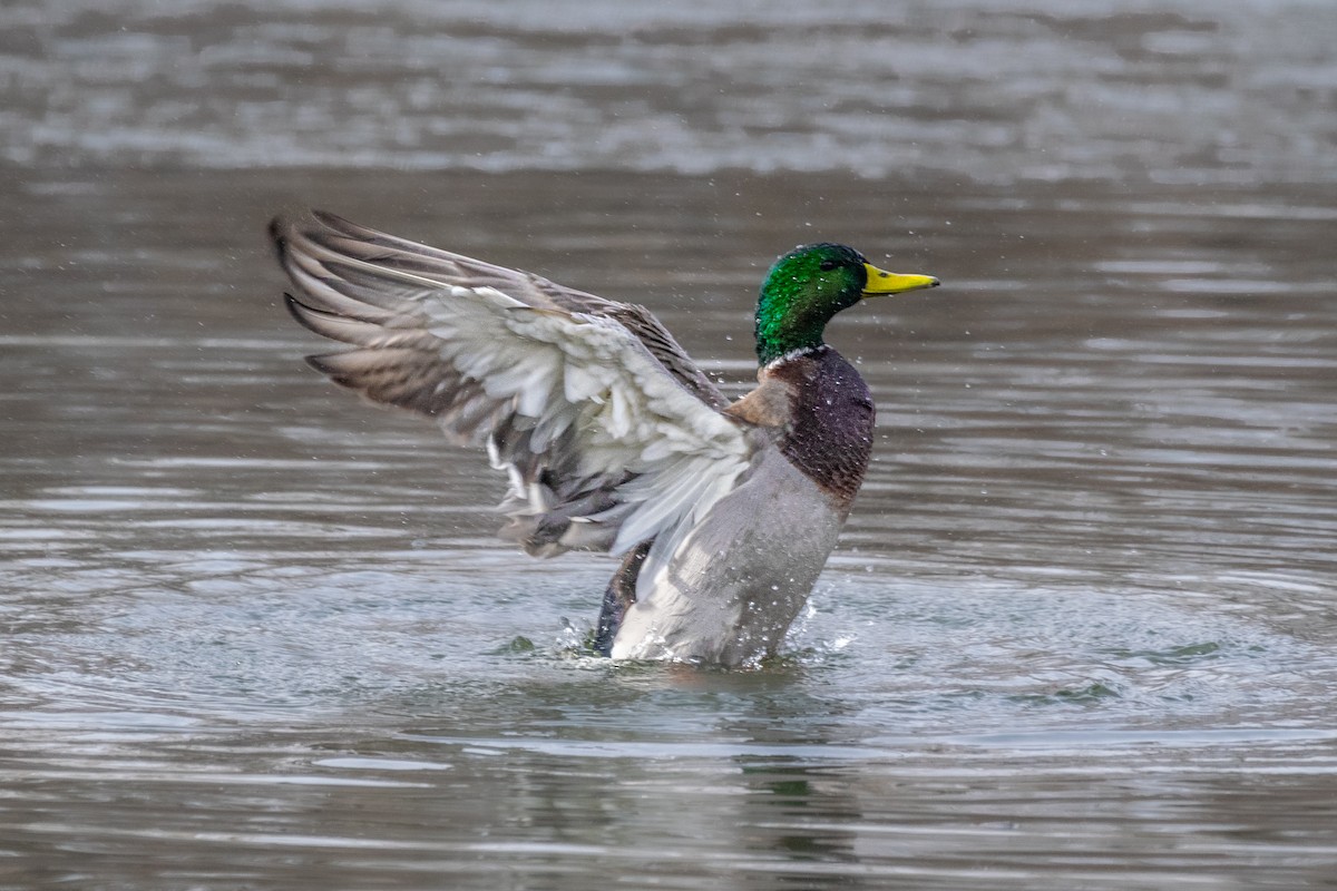 Кряква (Одомашенного типа) - ML650828093