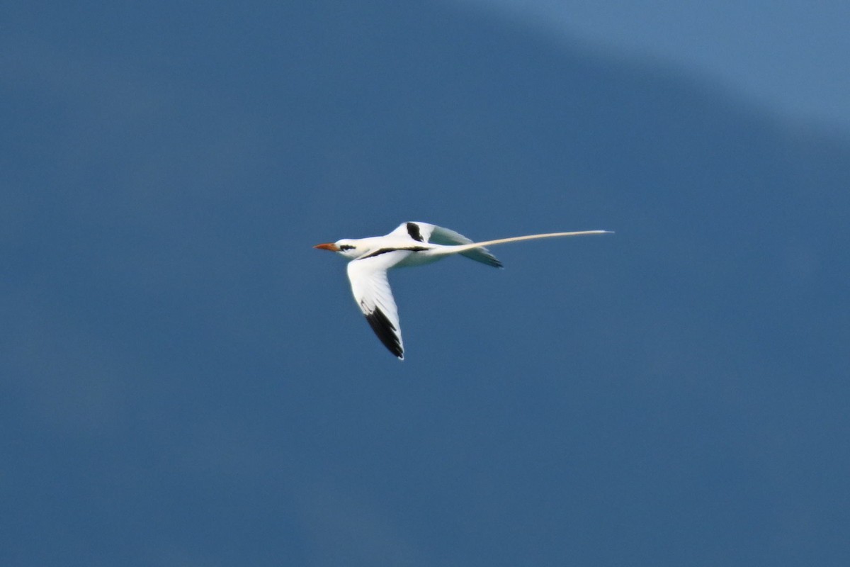 småtropikkfugl - ML650828146