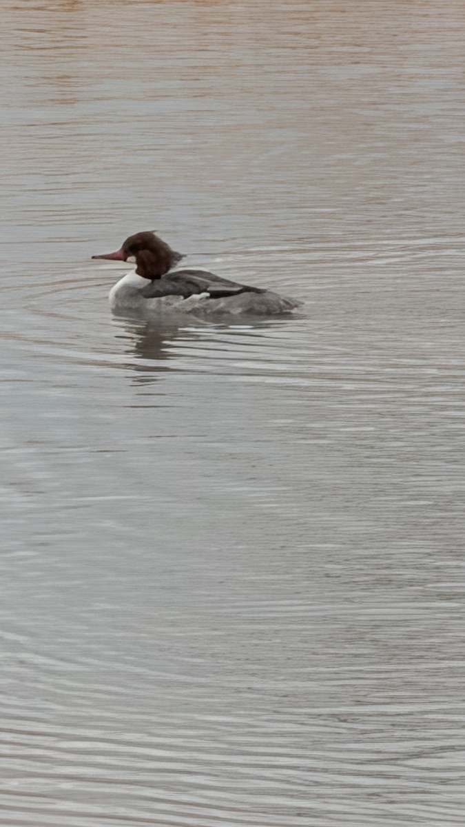 Smergo maggiore - ML650828177