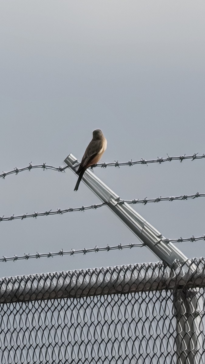 Say's Phoebe - ML650828203