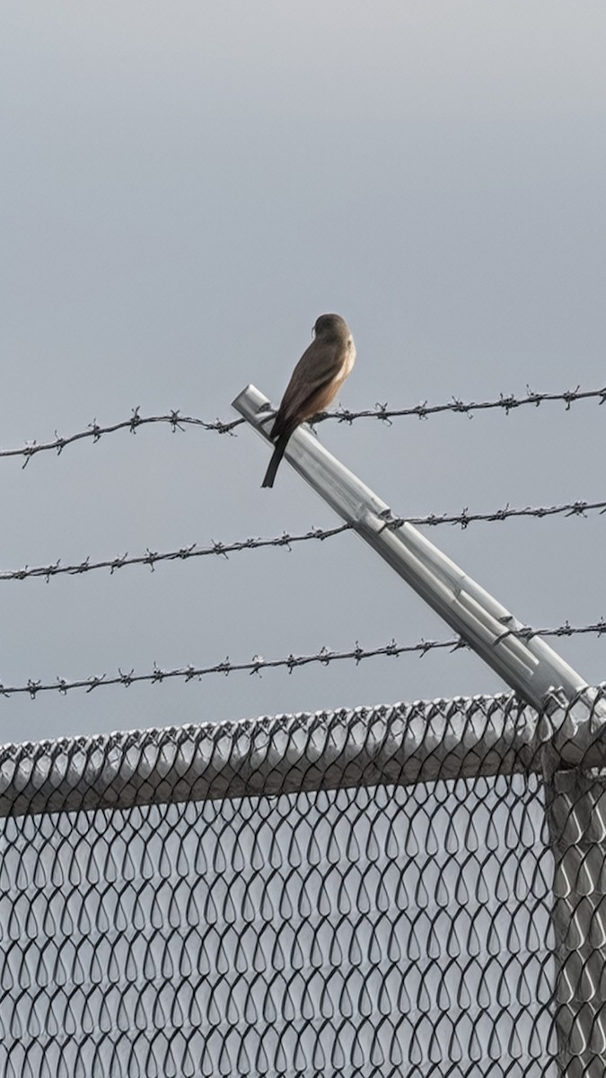 Say's Phoebe - ML650828219