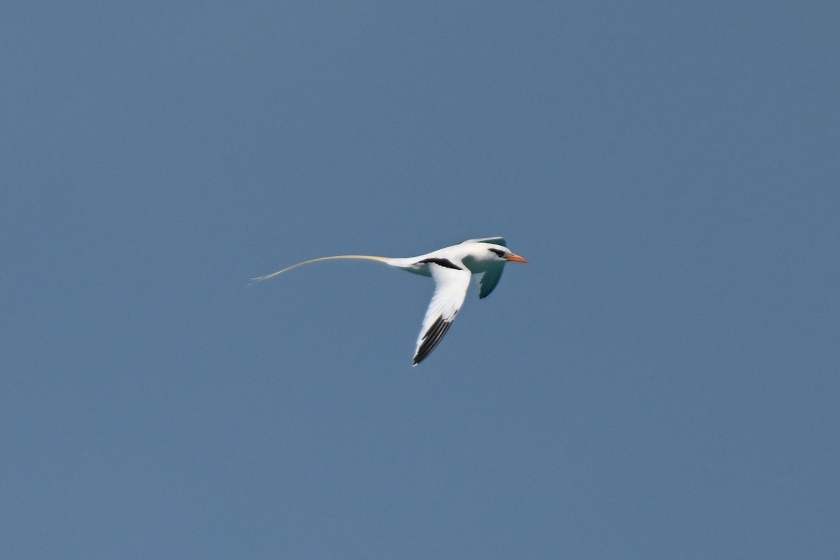 småtropikkfugl - ML650828328