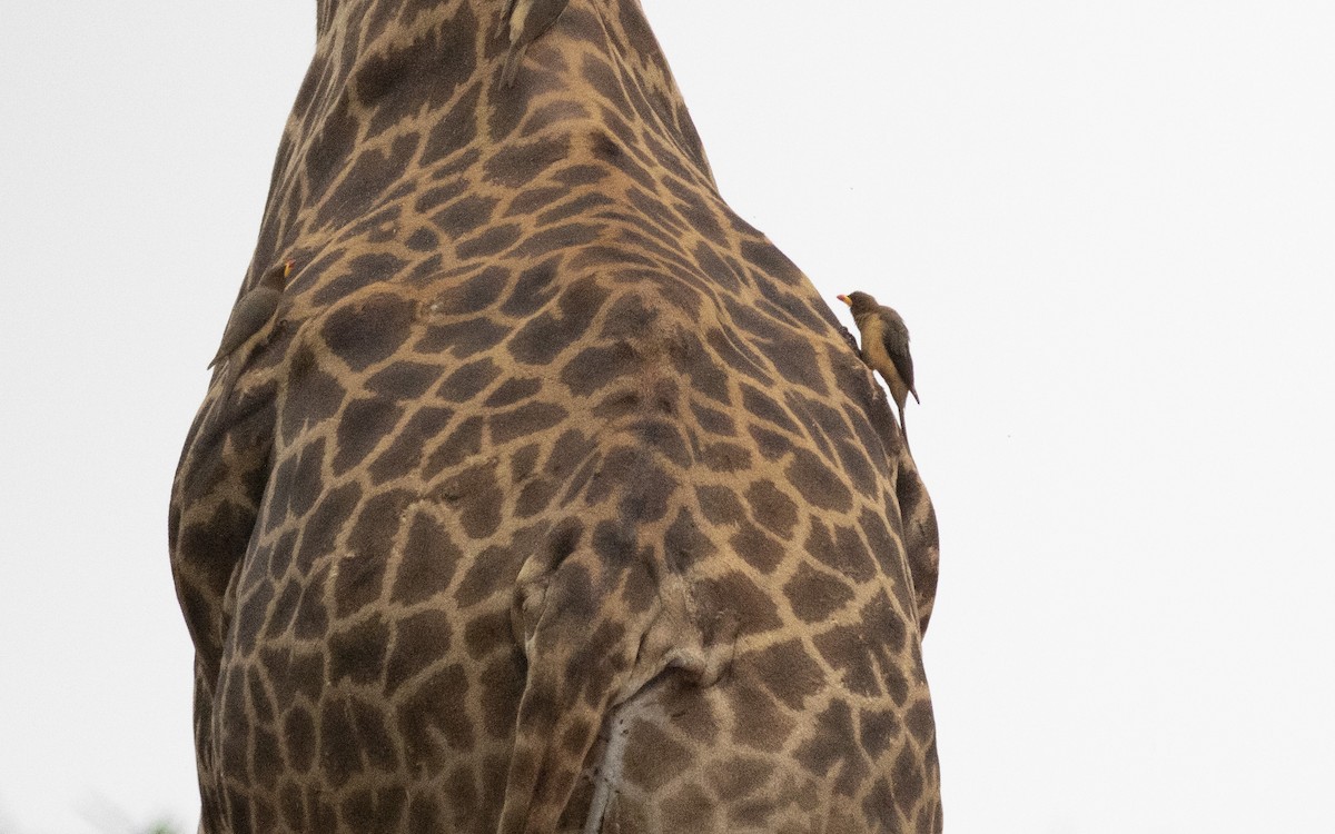 Yellow-billed Oxpecker - ML650828604