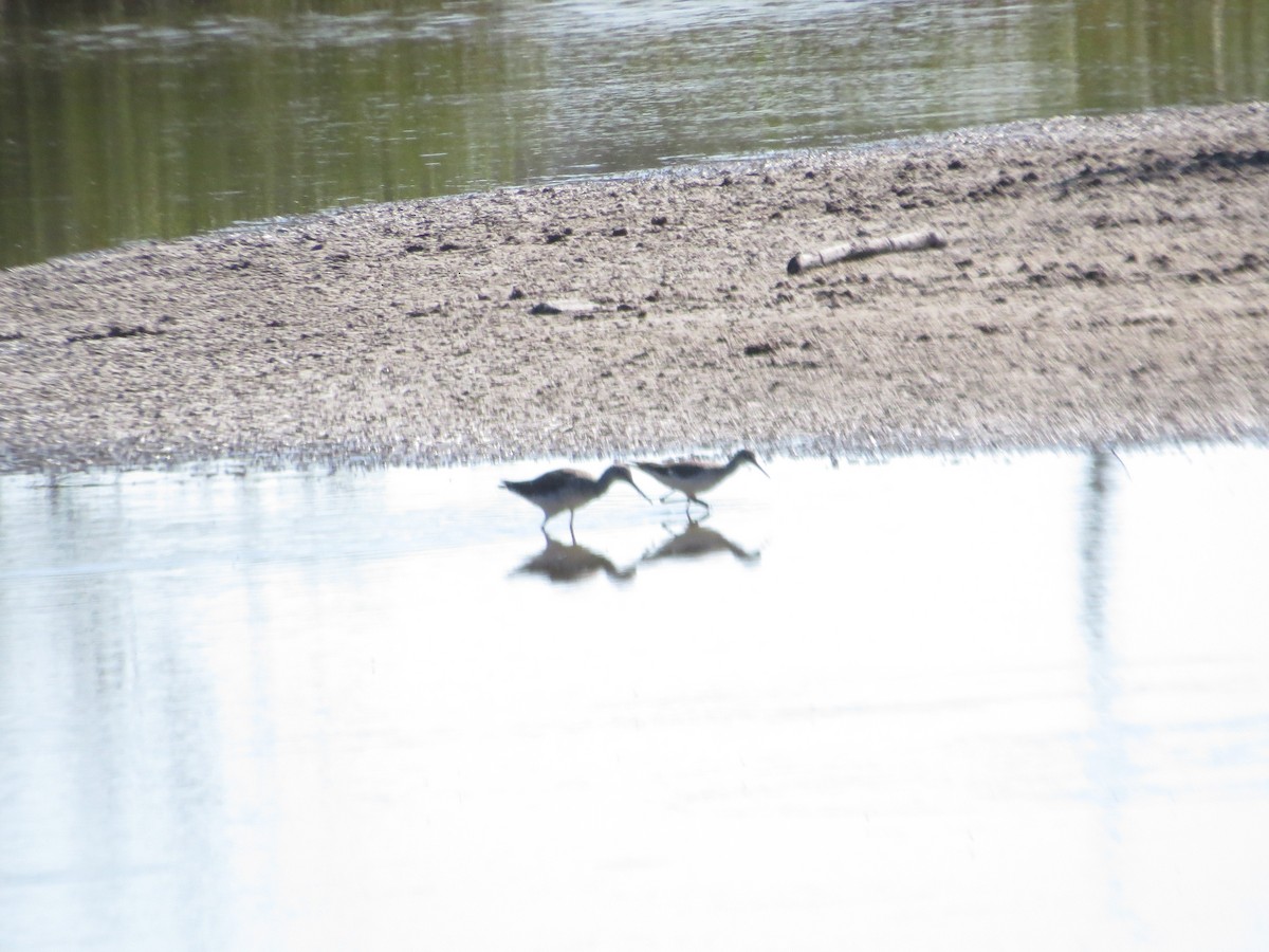 Желтоногий улит - ML650829027