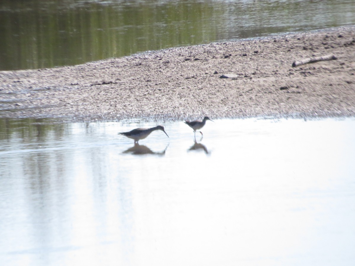 Желтоногий улит - ML650829028