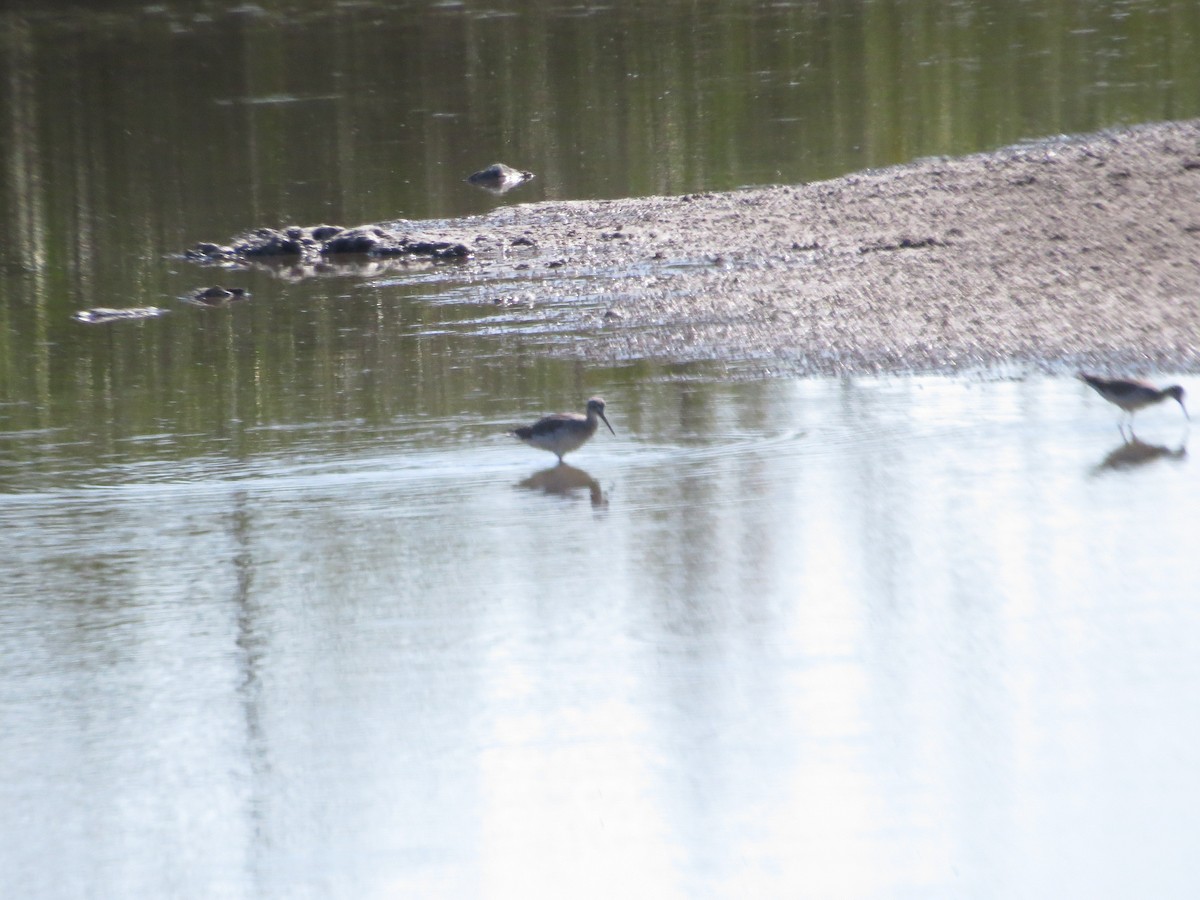 Пёстрый улит - ML650829042