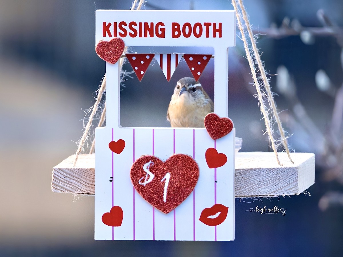 Carolina Wren - ML650829502