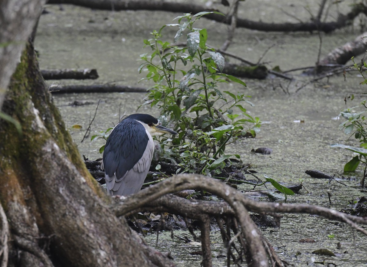 Black-crowned Night Heron (American) - ML650829547