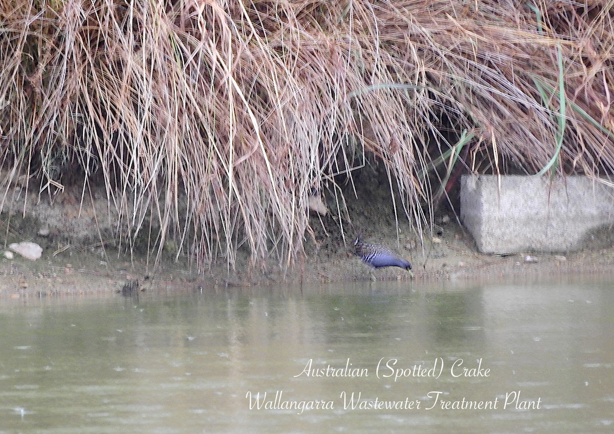 Australian Crake - ML650829560
