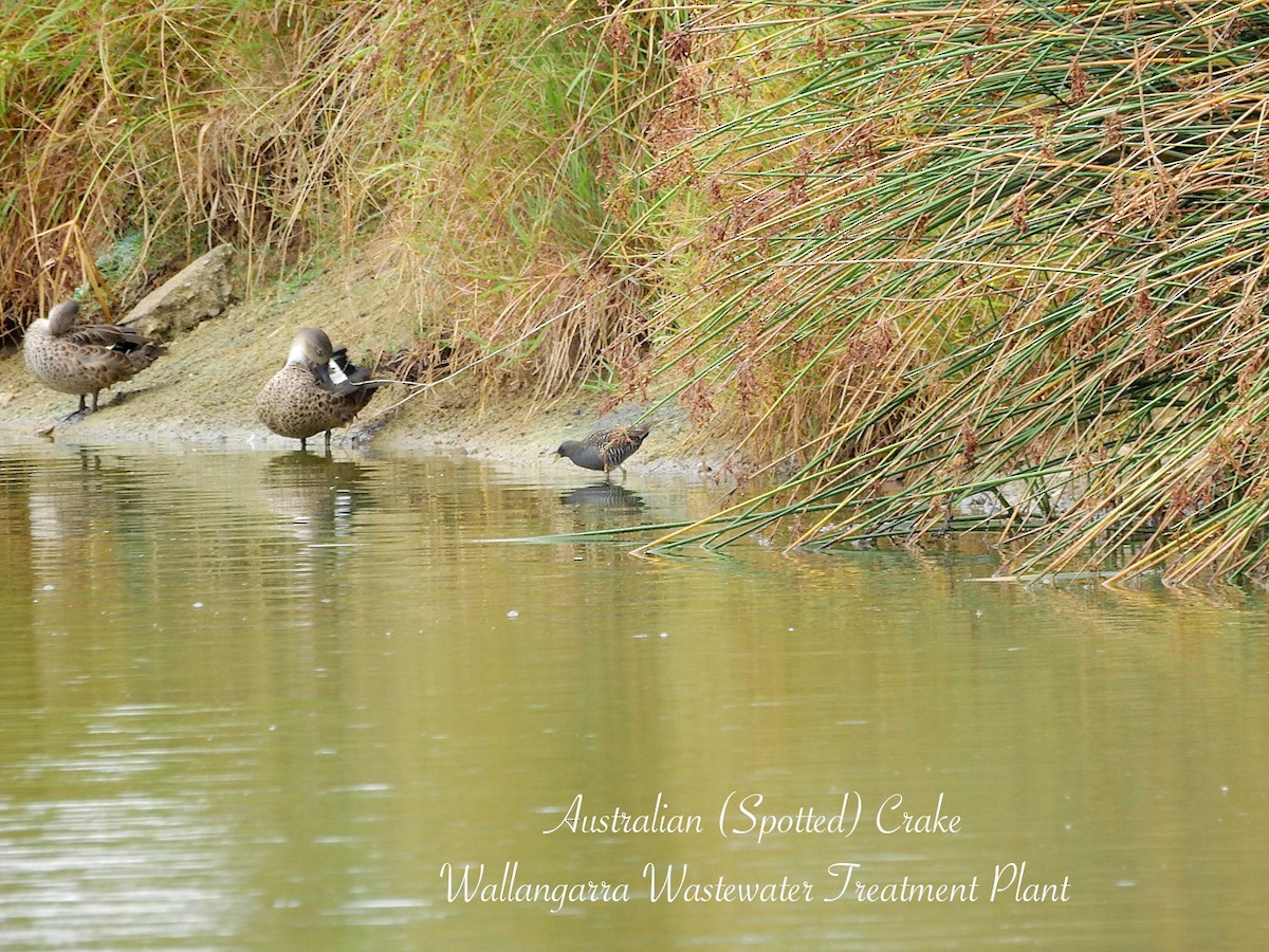 Australian Crake - ML650829561
