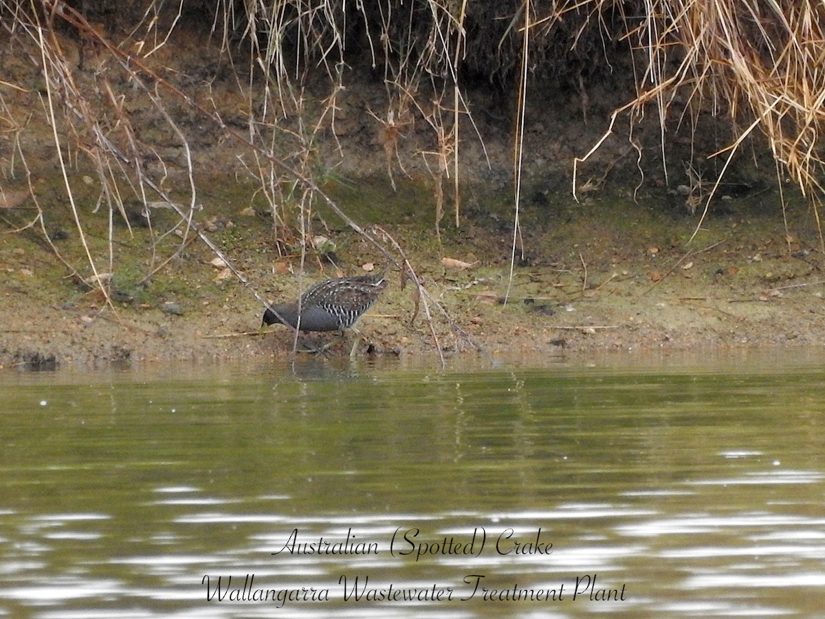 Australian Crake - ML650829562