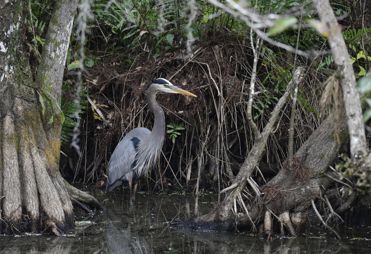 Great Blue Heron - ML650829572