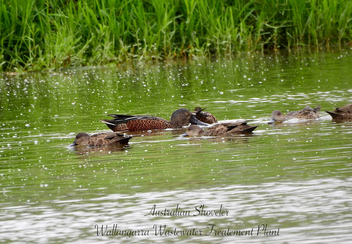 Ahate mokozabal australiarra - ML650829576