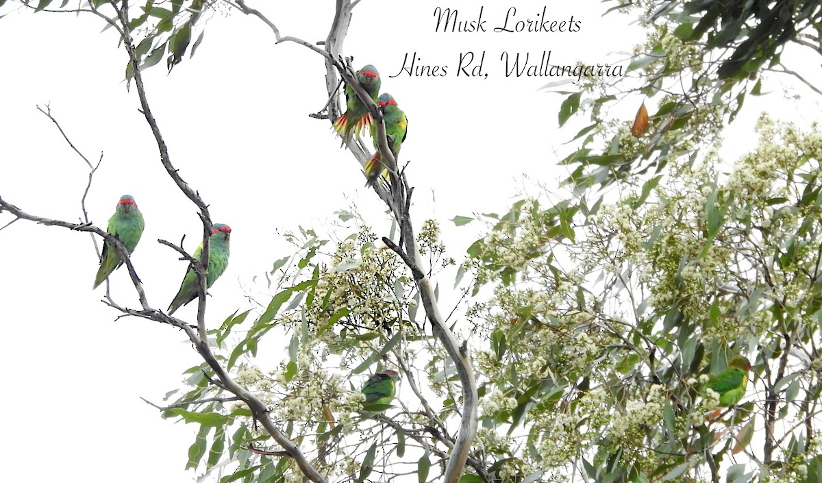 Musk Lorikeet - ML650829628