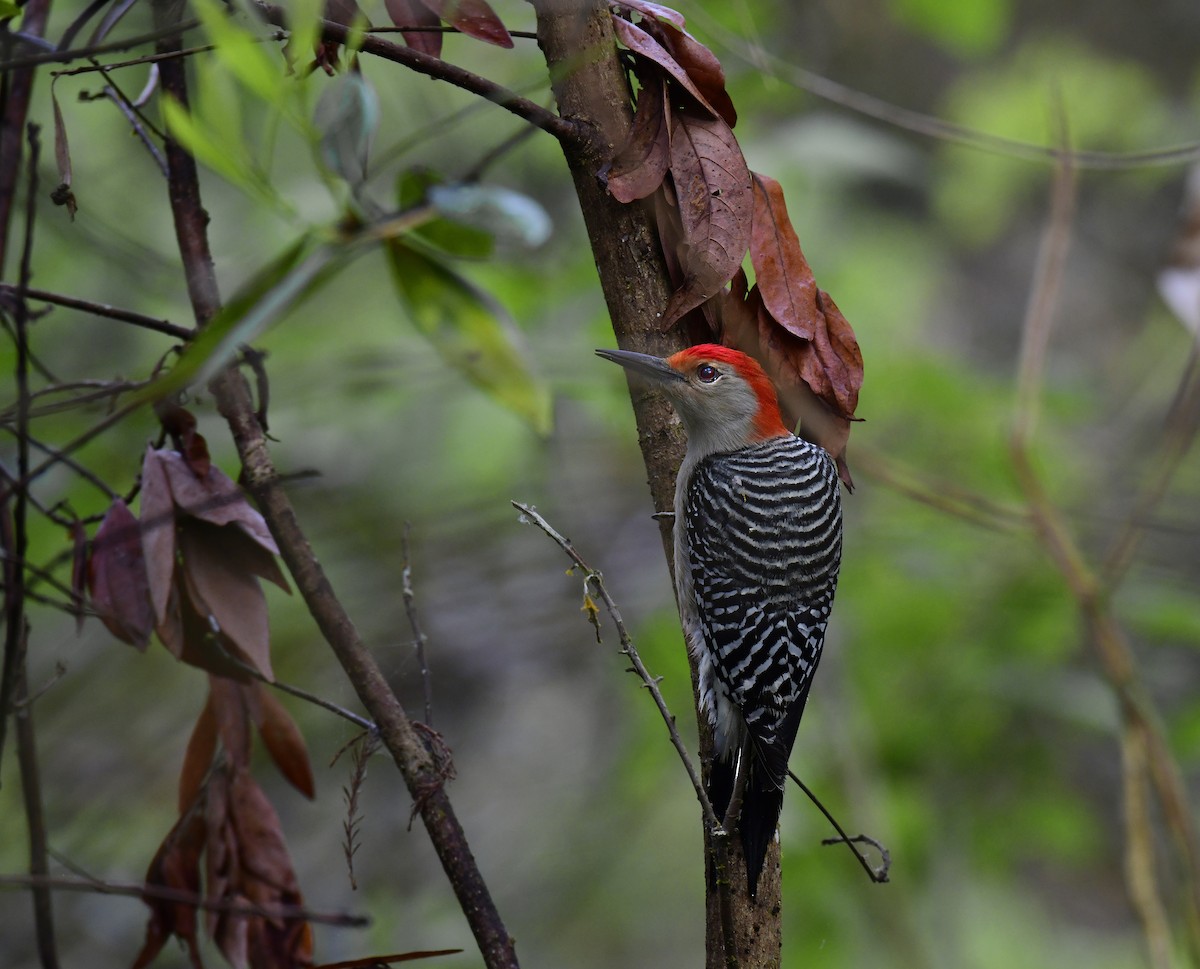 Red-bellied Woodpecker - ML650829680