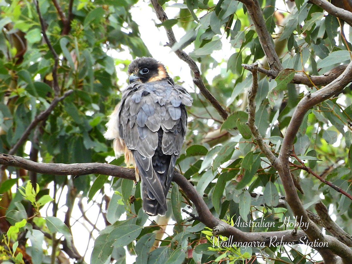 Australian Hobby - ML650829691